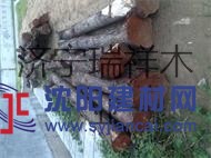 長期供應香椿芽原木楸木原木